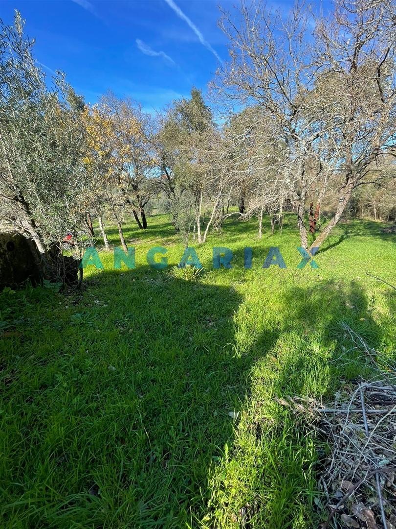 ANG1540 - Terreno para Venda em Alviobeira, Tomar