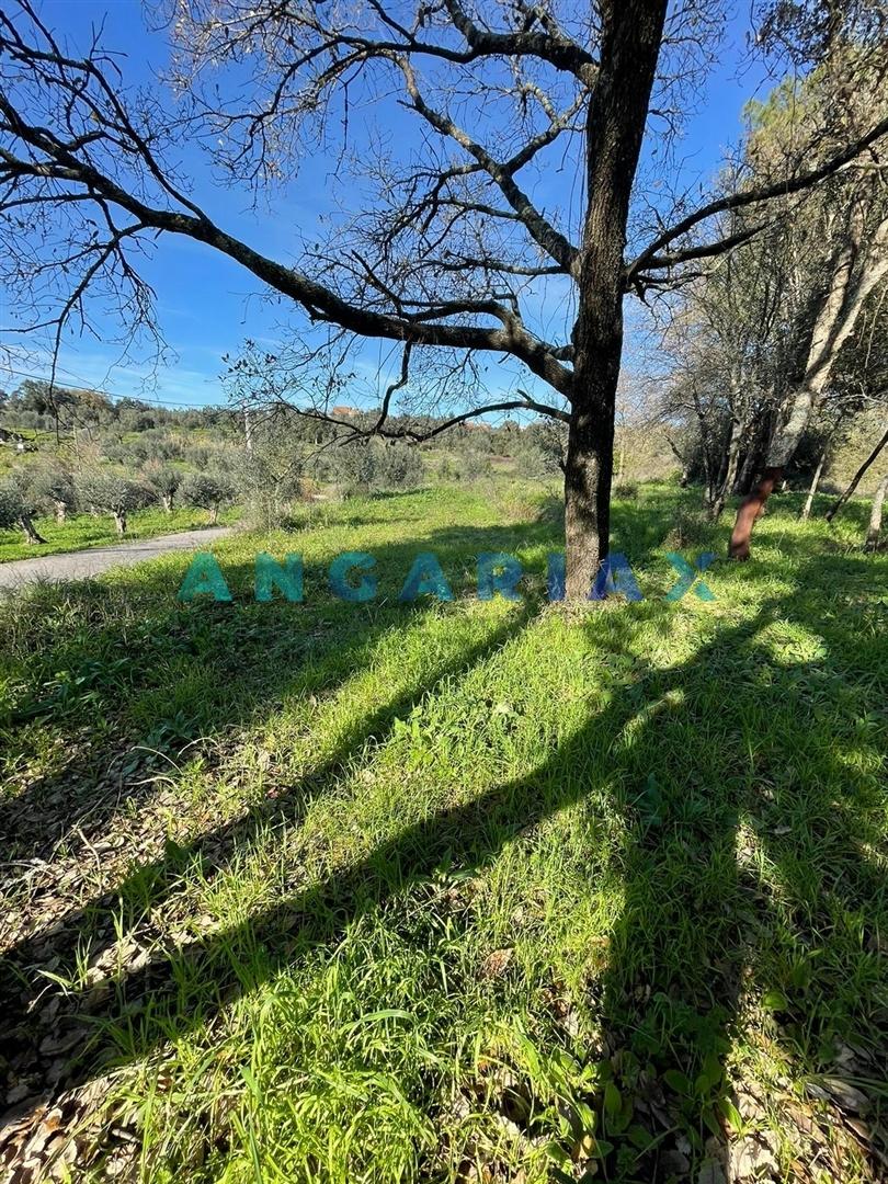 ANG1540 - Terreno para Venda em Alviobeira, Tomar