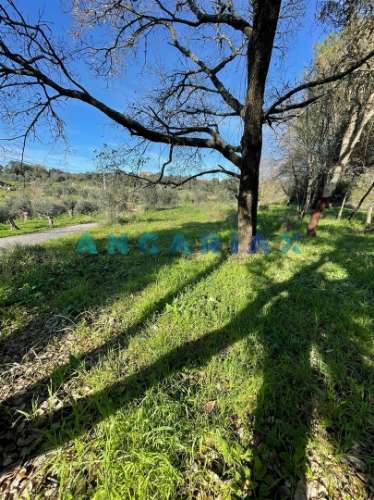 ANG1540 - Terreno para Venda em Alviobeira, Tomar