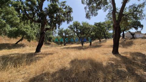 ANG1558 - Terreno para Venda em Bemposta, Abrantes