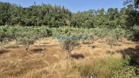 ANG1558 - Terreno para Venda em Bemposta, Abrantes