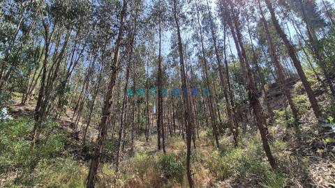 ANG1558 - Terreno para Venda em Bemposta, Abrantes