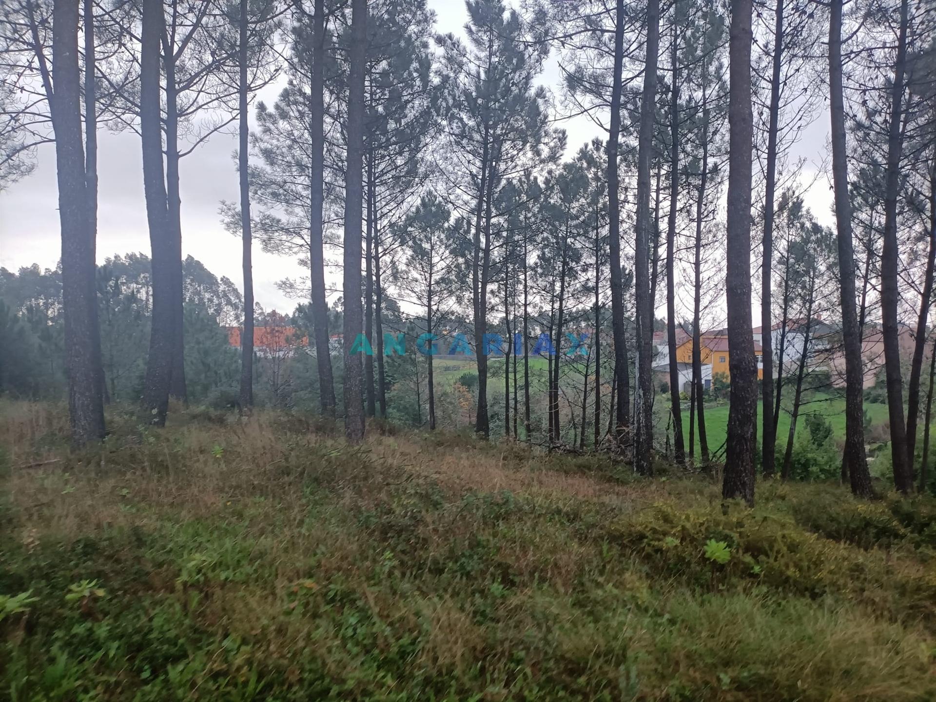 ANG1577 - Terreno para Venda em Santa Catarina da Serra