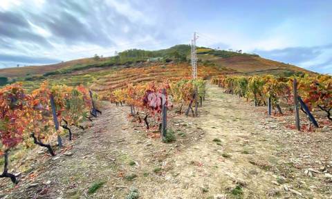 Terreno com vinha -  Douro