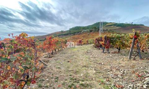 Terreno com vinha -  Douro