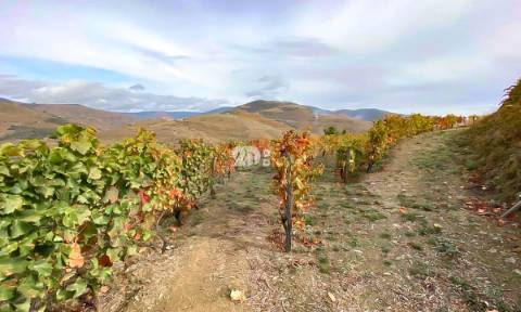 Terreno com vinha -  Douro