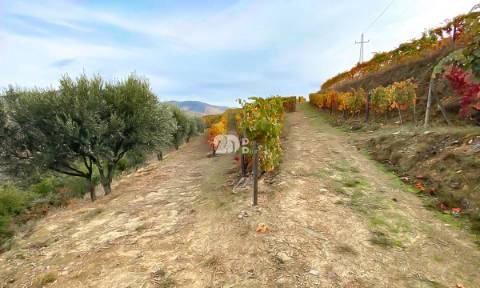 Terreno com vinha -  Douro