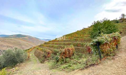 Terreno com vinha -  Douro