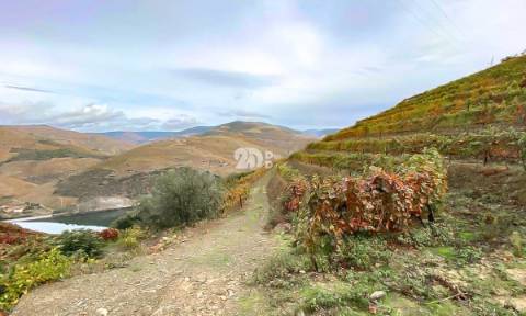 Terreno com vinha -  Douro