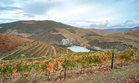 Terreno com vinha -  Douro
