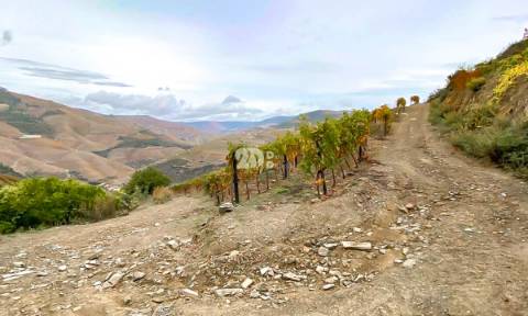 Terreno com vinha -  Douro
