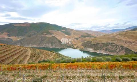 Terreno com vinha -  Douro