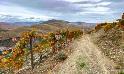 Terreno com vinha -  Douro