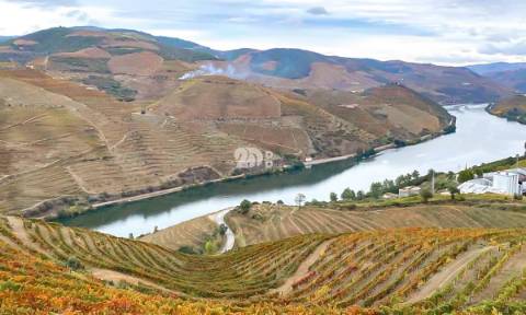 Terreno com vinha -  Douro