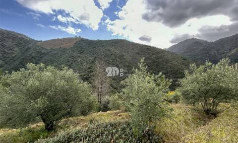 Terreno rústico - Tabuaço