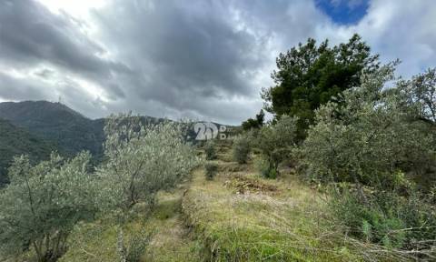 Terreno rústico - Tabuaço