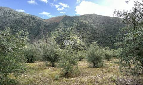 Terreno rústico - Tabuaço