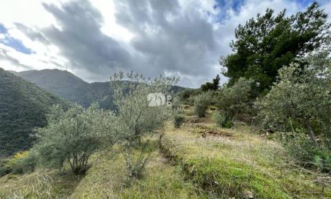 Terreno rústico - Tabuaço