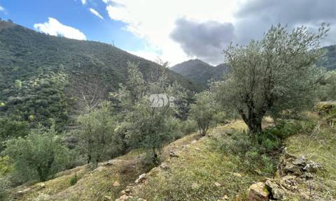 Terreno rústico - Tabuaço