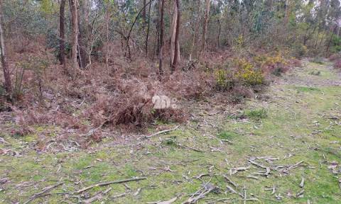 Terreno 4900m² - Palmeira