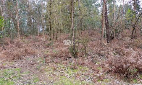 Terreno 4900m² - Palmeira