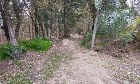 Terreno 4900m² - Palmeira