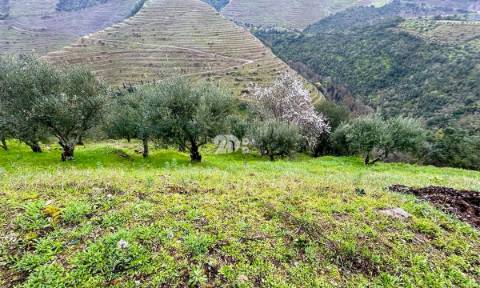 Terreno agrícola 71.790m² - Tabuaço