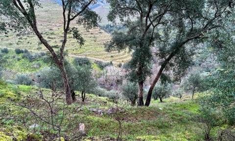 Terreno agrícola 71.790m² - Tabuaço