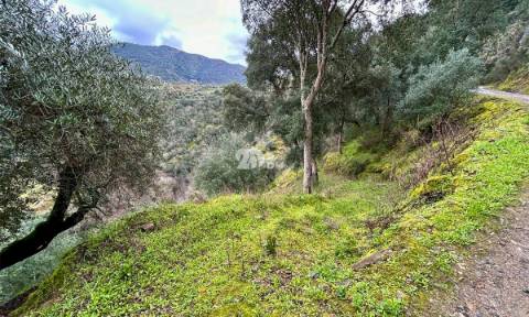 Terreno agrícola 71.790m² - Tabuaço