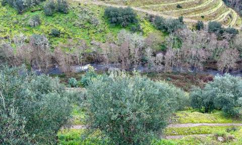 Terreno agrícola 71.790m² - Tabuaço