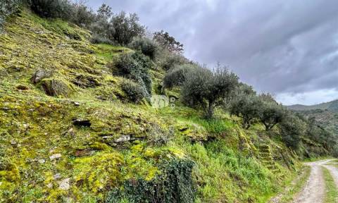Terreno agrícola 71.790m² - Tabuaço