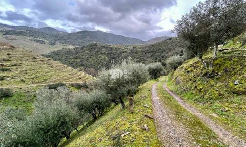Terreno agrícola 71.790m² - Tabuaço