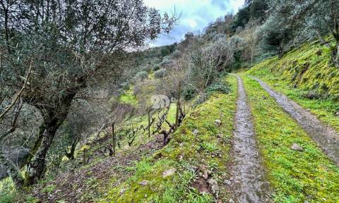 Terreno agrícola 71.790m² - Tabuaço