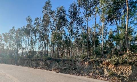 Terreno 12.000m² - Grimancelos