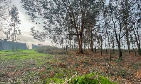 Terreno 4.800m² - Louro