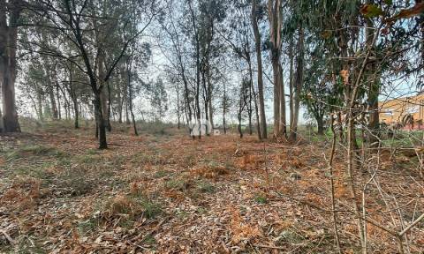 Terreno 4.800m² - Louro