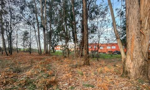 Terreno 4.800m² - Louro