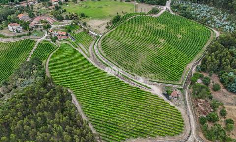 Quinta 80.000m² - Monte Córdova