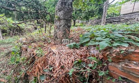 Moradia T3 restauro - Arnoso