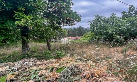 Moradia T3 restauro - Arnoso