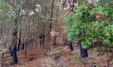 Terreno 7009m² - Távora