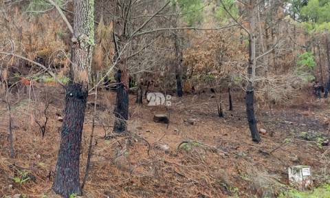 Terreno 7009m² - Távora