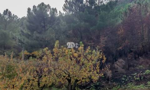 Terreno 7009m² - Távora