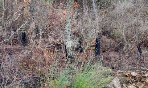 Terreno 8835m² - Távora