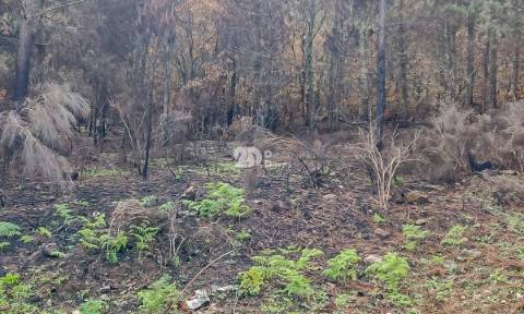 Terreno 15.844m² - Távora