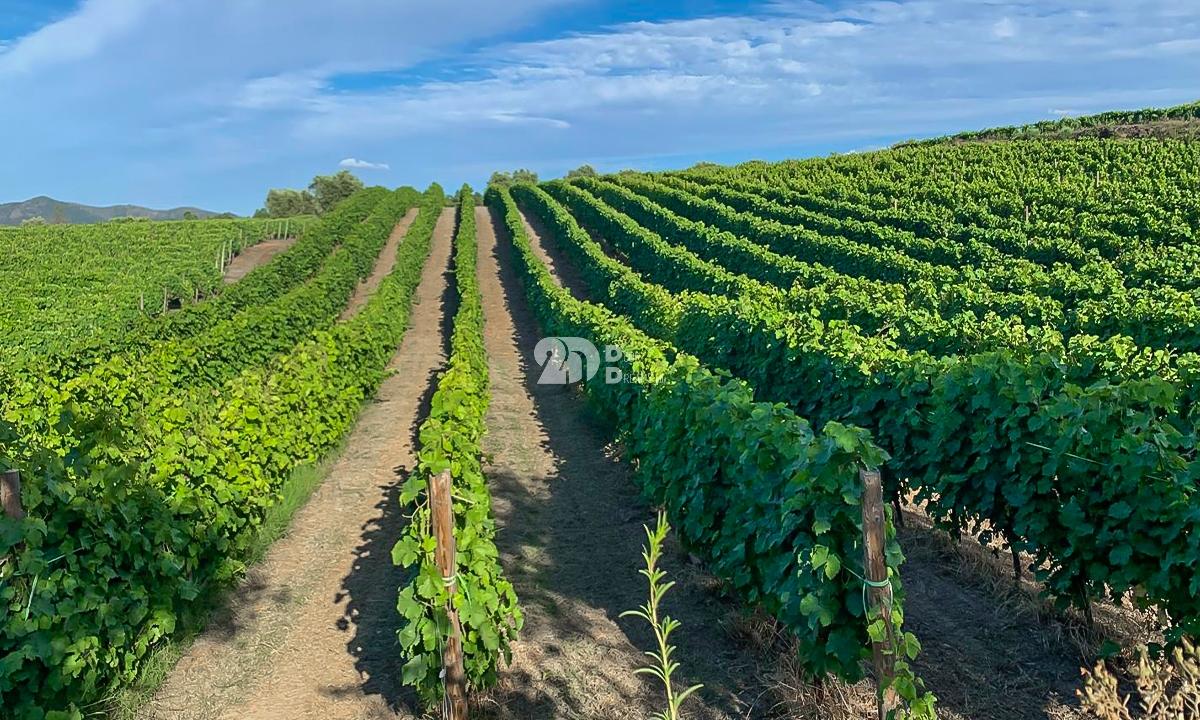 Quintas 263.310m² - Tabuaço