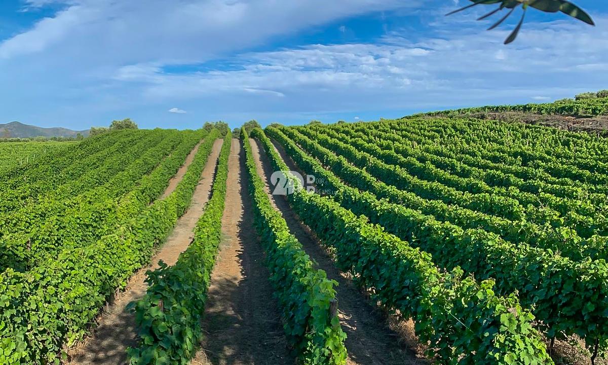 Quintas 263.310m² - Tabuaço