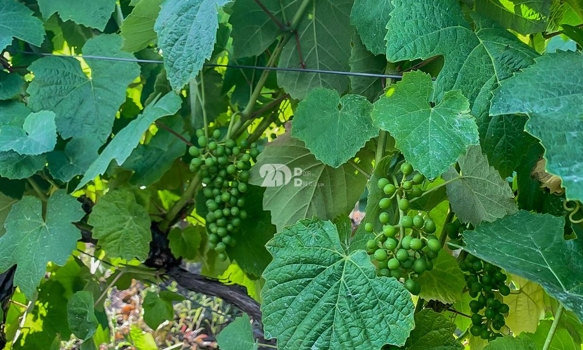 Quintas 263.310m² - Tabuaço