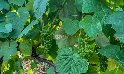 Quintas 263.310m² - Tabuaço