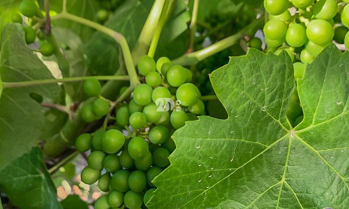 Quintas 263.310m² - Tabuaço